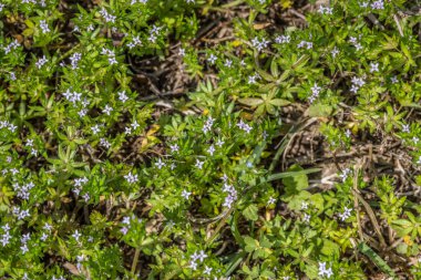 Mor renkli çiçekleri mora boyamak için ufacık beyaz kökler yukarı doğru büyür. İlkbaharda çimenlikte hasırları kaplar.