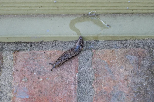 Large Carolina Mantleslug Land Slug Sliding Brick Wall Leaving Trail — Zdjęcie stockowe