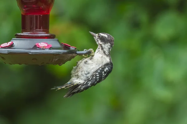 Closeup View Woodpecker Hanging Hummingbird Feeder Looking Confused Bewildered Trying — Fotografia de Stock