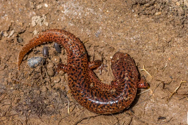 Salamandra Roja Naranja Adulta Suelo Rodeada Hormigas Otros Insectos Que — Foto de Stock