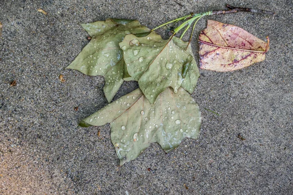 郁金香叶落在水泥人行道上 雨滴落在树叶的背面 还有一片色彩艳丽的叶子 旁边是近景 — 图库照片