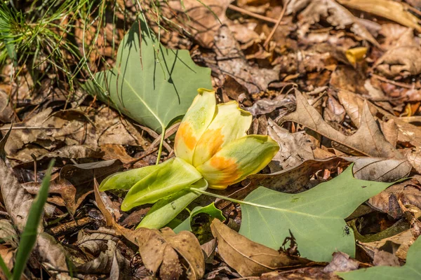 Una Flor Tulipán Amarillo Brillante Tendida Suelo Suelo Del Bosque — Foto de Stock