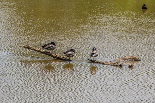 春の晴れた日に湿地帯の浅い水の丸太の上に立つ3匹のオスのマガモ — ストック写真