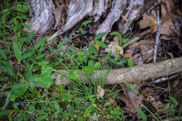 Grupo Hierba Ojos Azules Completamente Abierto Creciendo Bosque Suelo Rodeado — Foto de Stock