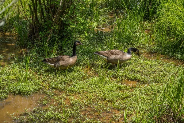 Dois Gansos Canadenses Adultos Que Procuram Comida Água Lamacenta Rasa — Fotografia de Stock