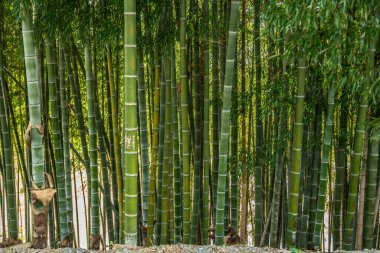 Büyük bambu ağaçlarının gövdesi güneş ışığıyla dolu. İlkbahar yakın görüntüsünde sık ormanları gözetliyorlar.