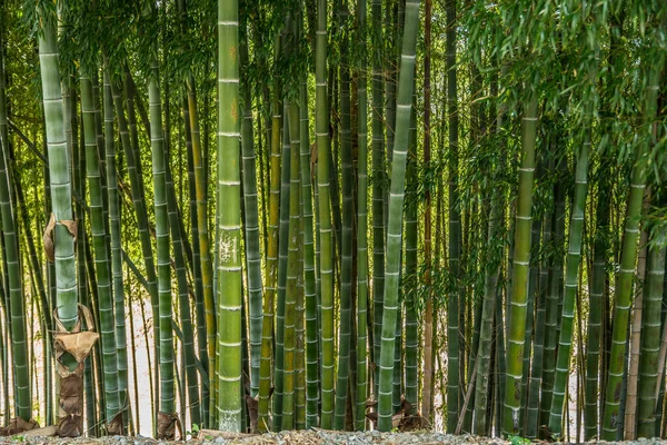 Büyük bambu ağaçlarının gövdesi güneş ışığıyla dolu. İlkbahar yakın görüntüsünde sık ormanları gözetliyorlar.