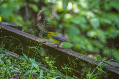 Sarı ve gri renkli prothonotary bülbülü ahşap çit korkuluklarında yürüyor. Parkta yerde yiyecek arıyor. Gölgede seçici bir odak noktası var.