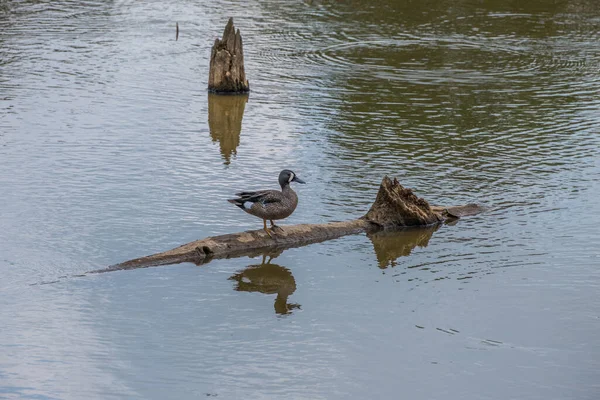 春の晴れた日に湿地で水の中に丸太の上に立っているオスの青い翼のあるウナギのアヒル — ストック写真
