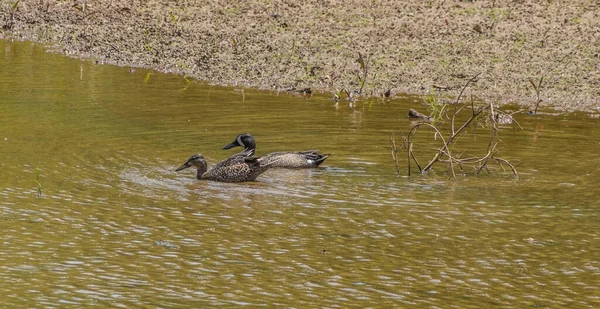 Par Patos Azulados Adultos Nadando Juntos Aguas Poco Profundas Los — Foto de Stock