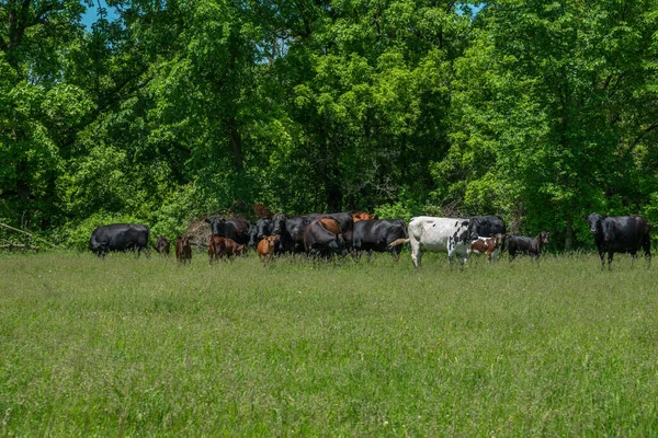 Rebanho Vacas Fecham Juntas Protegendo Seus Bezerros Jovens Enquanto Pastam — Fotografia de Stock