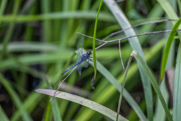 夏天的一个阳光灿烂的日子里 一只深蓝色到紫色的大蜻蜓紧紧抓住湿地一片茂密的草叶底部 — 图库照片