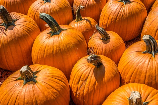 Looking Downward Different Sizes Pumpkins Grouped Together Sale Farm Bright — Foto Stock