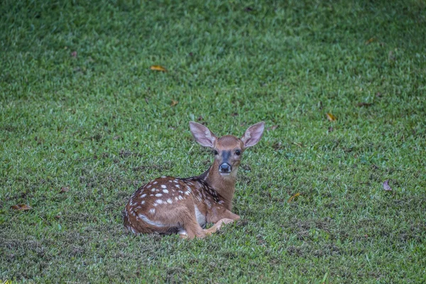 Fawn Sitting Calmly Grass Backyard Waiting Mommy Deer Come Back — Stock Photo, Image