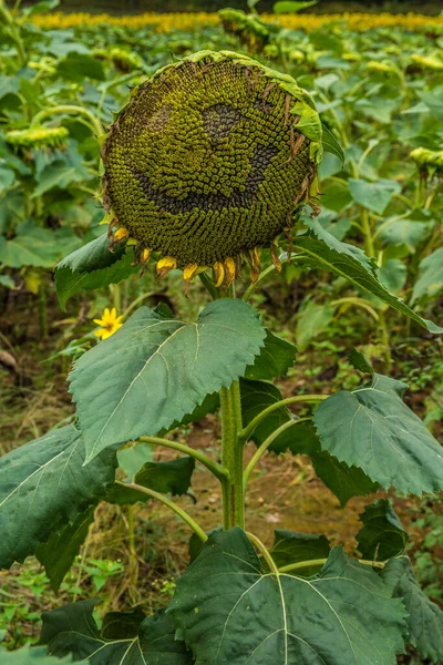 Vertical view of a sunflower plant closeup standing tall looking upwards with a smile on the seed head surrounded by drooping sunflower plants in the background on a farm field before harvest in autumn