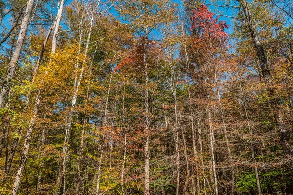 Naar Boven Kijkend Naar Vele Veelkleurige Hoge Bomen Het Bos — Stockfoto