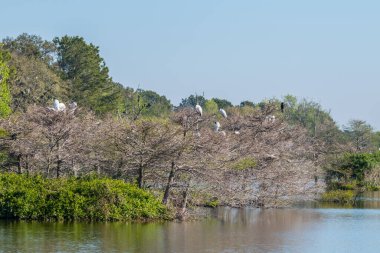 Several storks building nests in the trees along the water surrounded by other specie of birds at the Harris neck wildlife refuge at the southern coast of Georgia on a bright sunny day in springtime