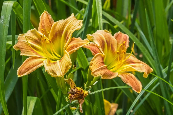 Light Dark Peach Colored Ruffles Hybrid Daylilies Blooming Together Surrounded — Photo