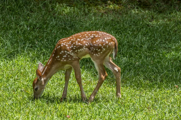 Young Deer Fawn Lots Spots Grazing Green Grass Backyard Sunny —  Fotos de Stock