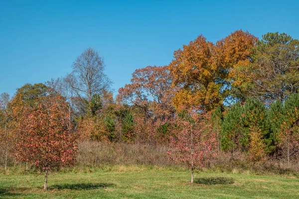 Multicolored Trees Peak Autumn Park Dried Tall Grasses Field Bright — Stockfoto