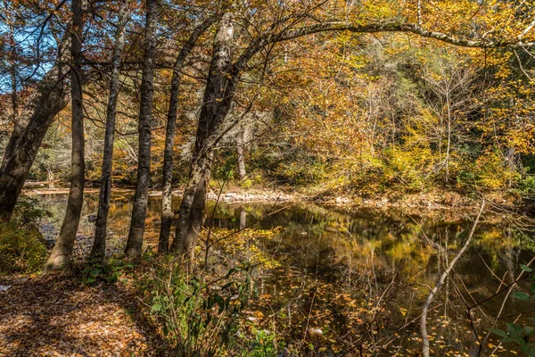 Sonbaharda güneşli bir günde, ormanın değişen renklerini yansıtan derenin yanındaki ağaçların gölgesinde duruyorum.