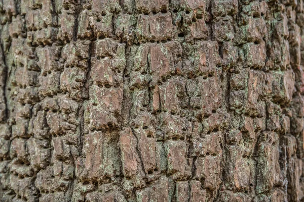 Una Vista Cerca Corteza Gruesa Del Árbol Con Pequeños Agujeros — Foto de Stock