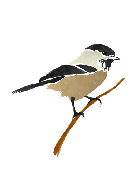 Black Capped Chickadee Bird White Background — Fotografia de Stock