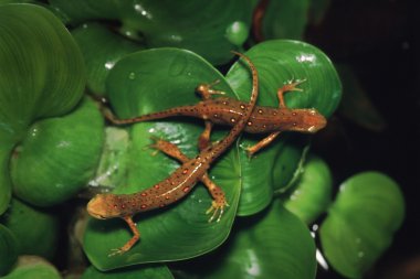 iki benekli newts