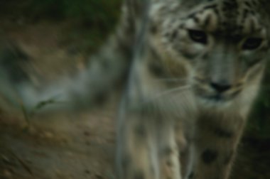 kar leoparı
