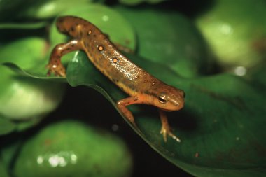 Newt yaprak üzerinde