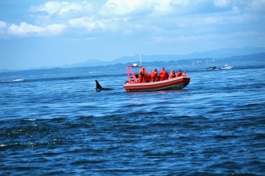 Balina Orca arıyorum Tur