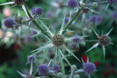 Mor yabani Deve dikeni