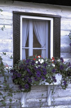 pencere ve çiçekli pencere kutusu