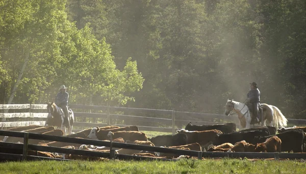 牛を放牧 — ストック写真
