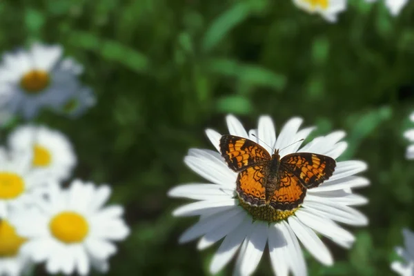 Monarch kelebek papatya — Stok fotoğraf