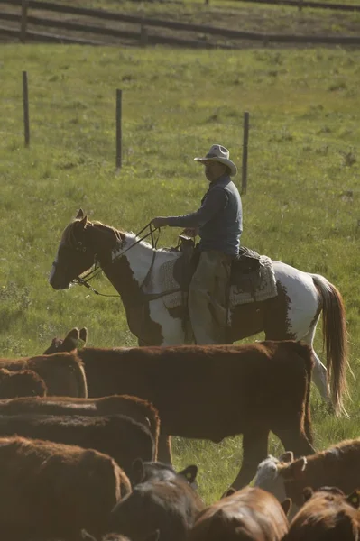 Cowboy vallning boskap — Stockfoto