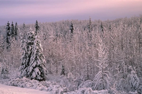 Bosque en invierno —  Fotos de Stock