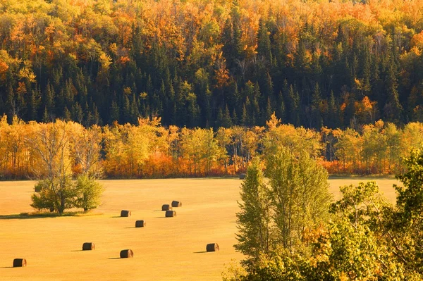 Alberi in autunno — Foto Stock