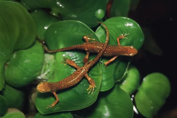 Twee Gespikkelde salamanders — Stockfoto