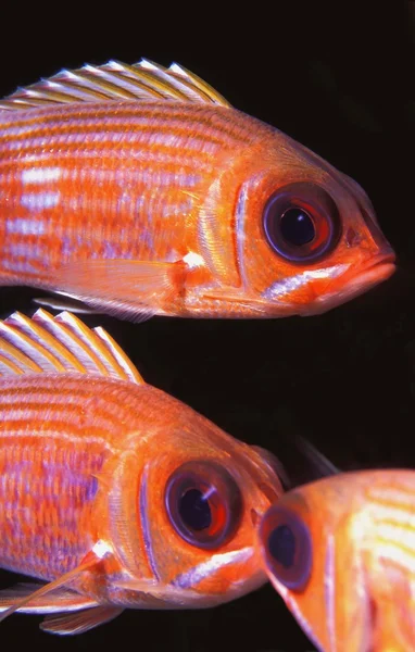 Gestreepte squirrelfish — Stockfoto