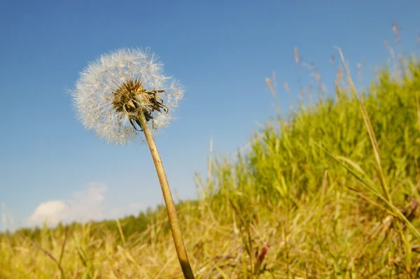 Blowball in the field — Stock Photo, Image