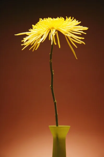 Flor en un jarrón — Foto de Stock