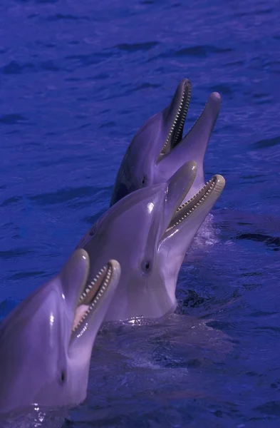 Дельфины стоят в воде — стоковое фото