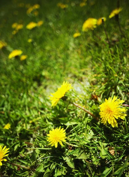 Dandelions In The Grass — Stock Photo, Image