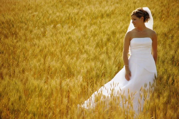 Buğday dolu bir alanda bir gelin — Stok fotoğraf