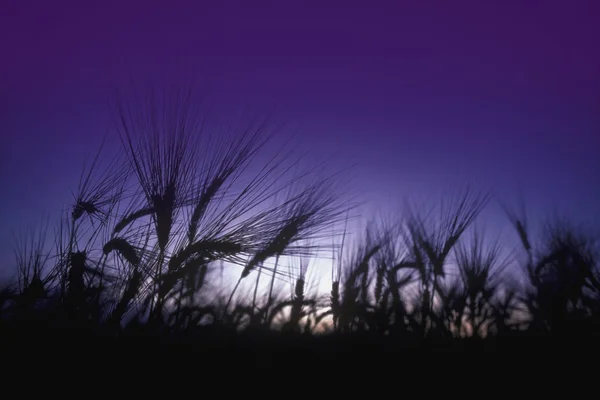 Трава с солнцем и голубым небом — стоковое фото