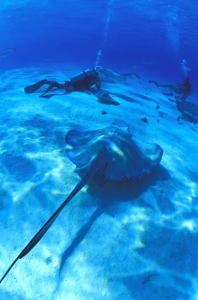 Buceadores en el fondo del océano con Sting Ray —  Fotos de Stock