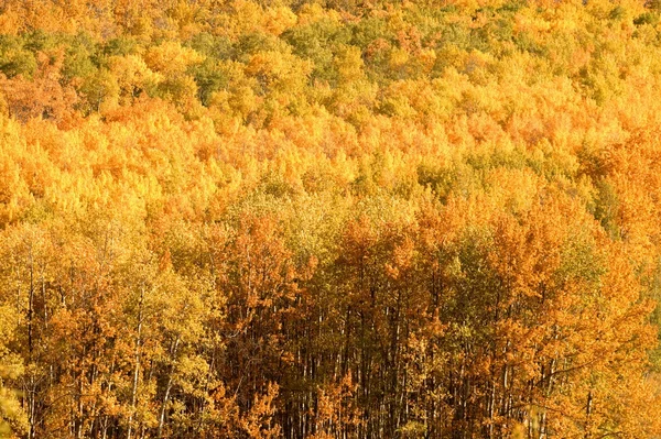 Las copas del árbol en otoño —  Fotos de Stock