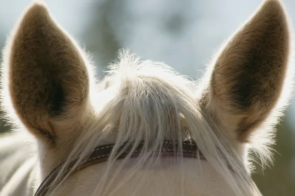 At nalı kulakları — Stok fotoğraf