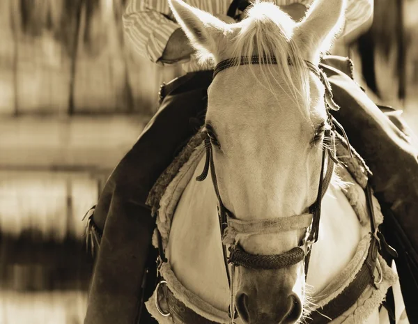 Passeios a cavalo — Fotografia de Stock